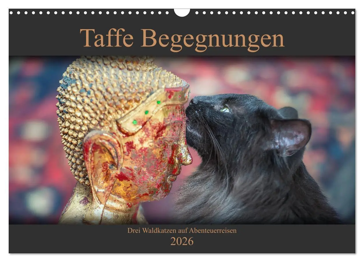 Cover: 9783457971147 | Taffe Begegnungen-Drei Waldkatzen auf Abenteuerreisen (Wandkalender...