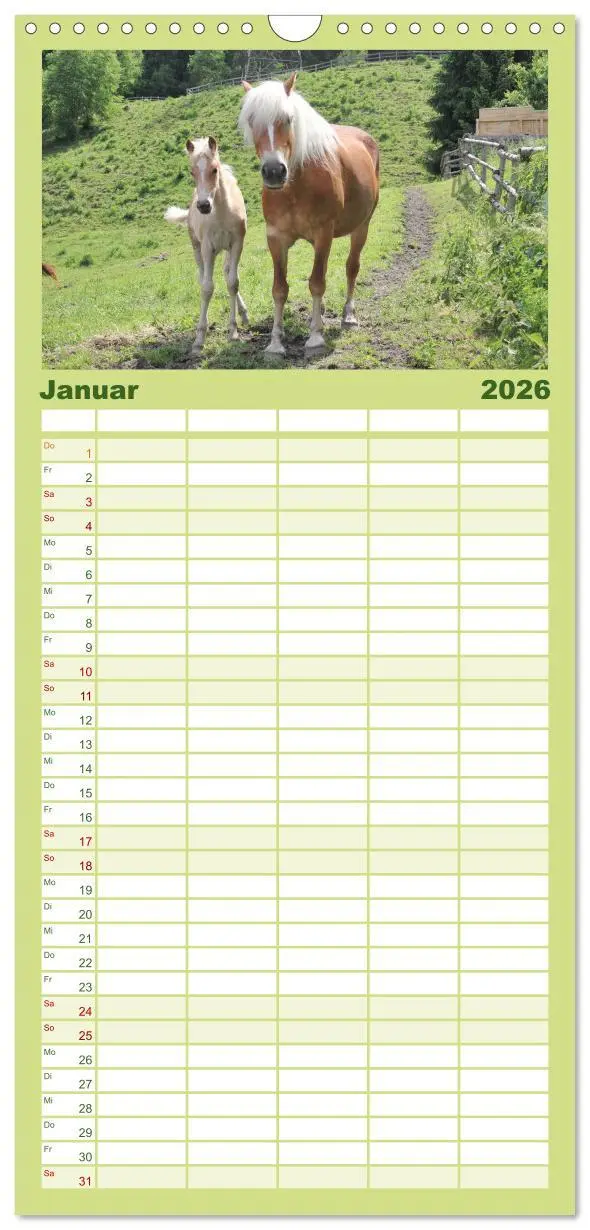 Bild: 9783516511147 | Familienplaner 2026 - Alpenpferde mit 5 Spalten (Wandkalender, 21 x...