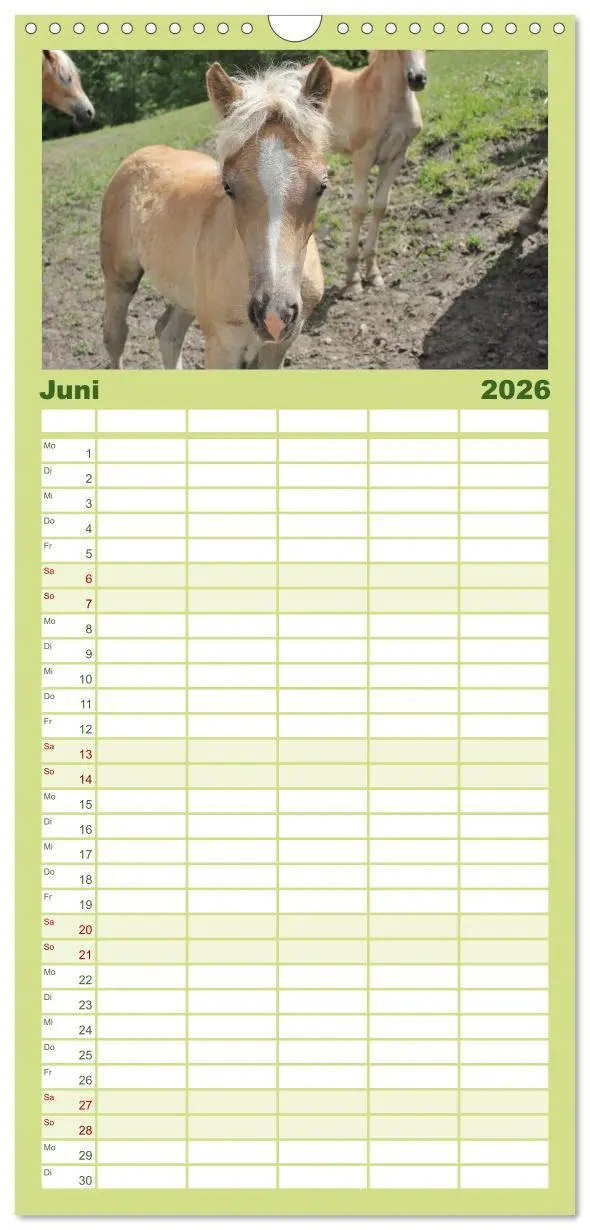 Bild: 9783516511147 | Familienplaner 2026 - Alpenpferde mit 5 Spalten (Wandkalender, 21 x...