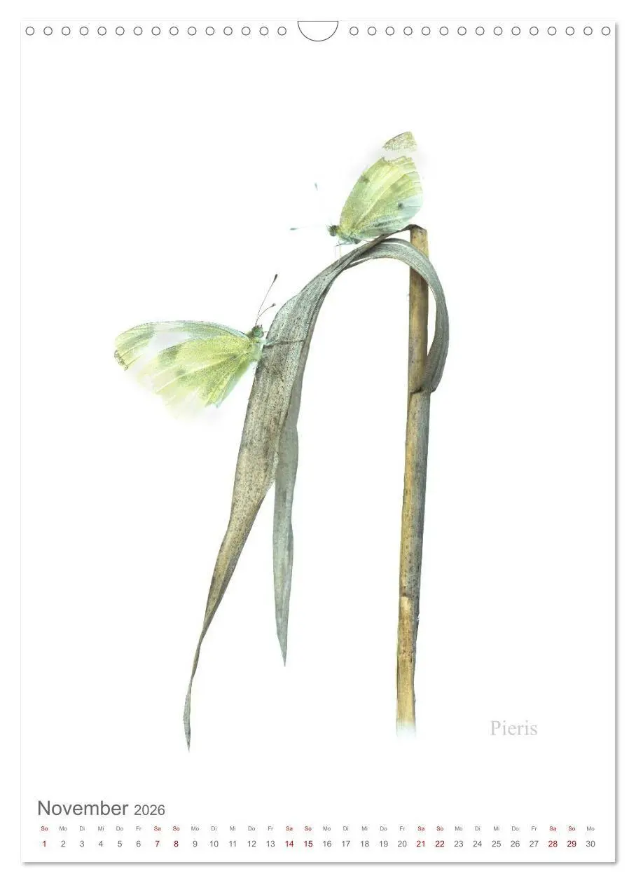 Bild: 9783516671247 | Falter - Kunst (Wandkalender 2026 DIN A3 hoch), CALVENDO...