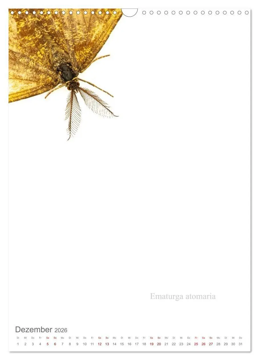 Bild: 9783516671247 | Falter - Kunst (Wandkalender 2026 DIN A3 hoch), CALVENDO...