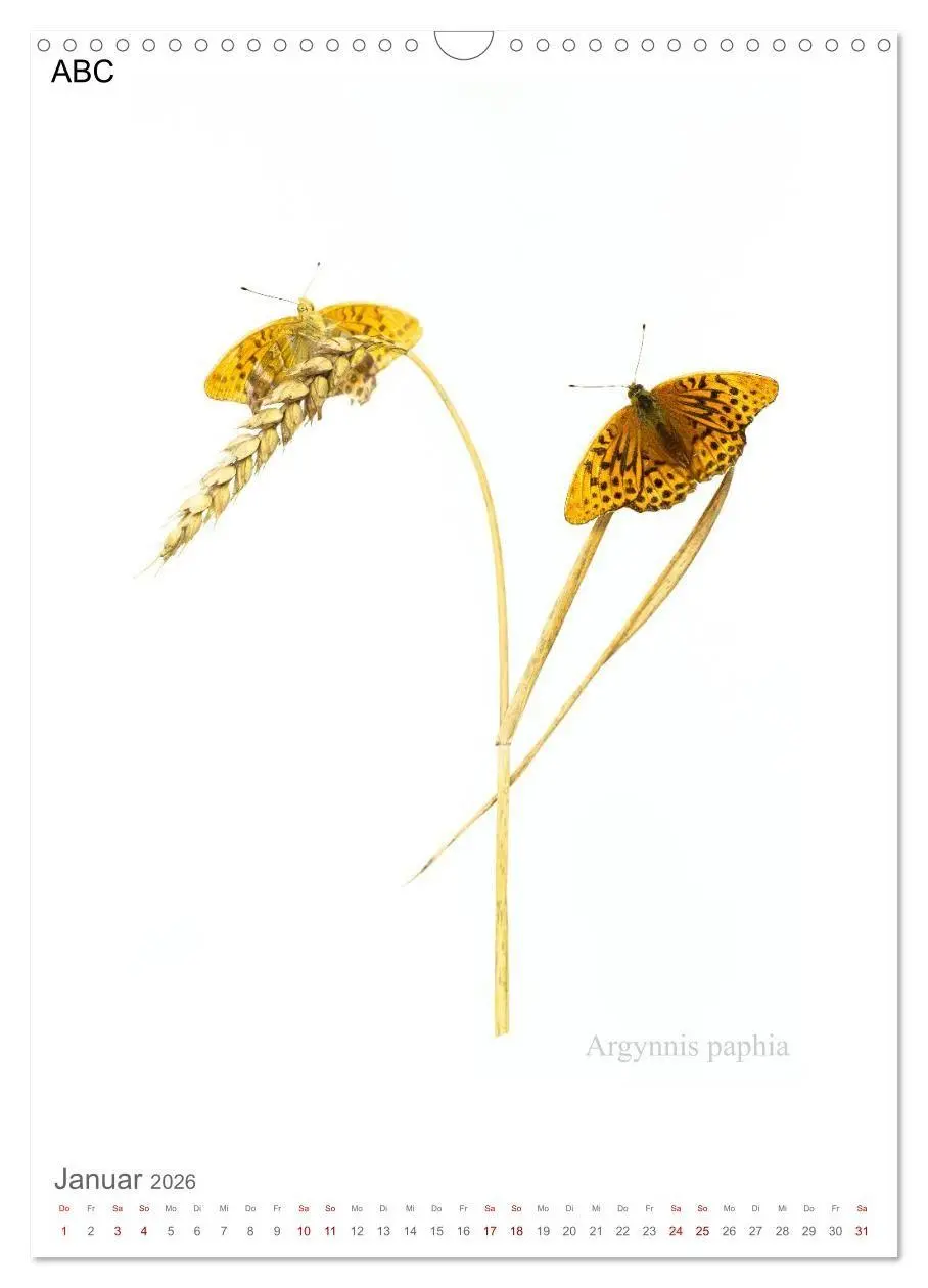 Bild: 9783516671247 | Falter - Kunst (Wandkalender 2026 DIN A3 hoch), CALVENDO...