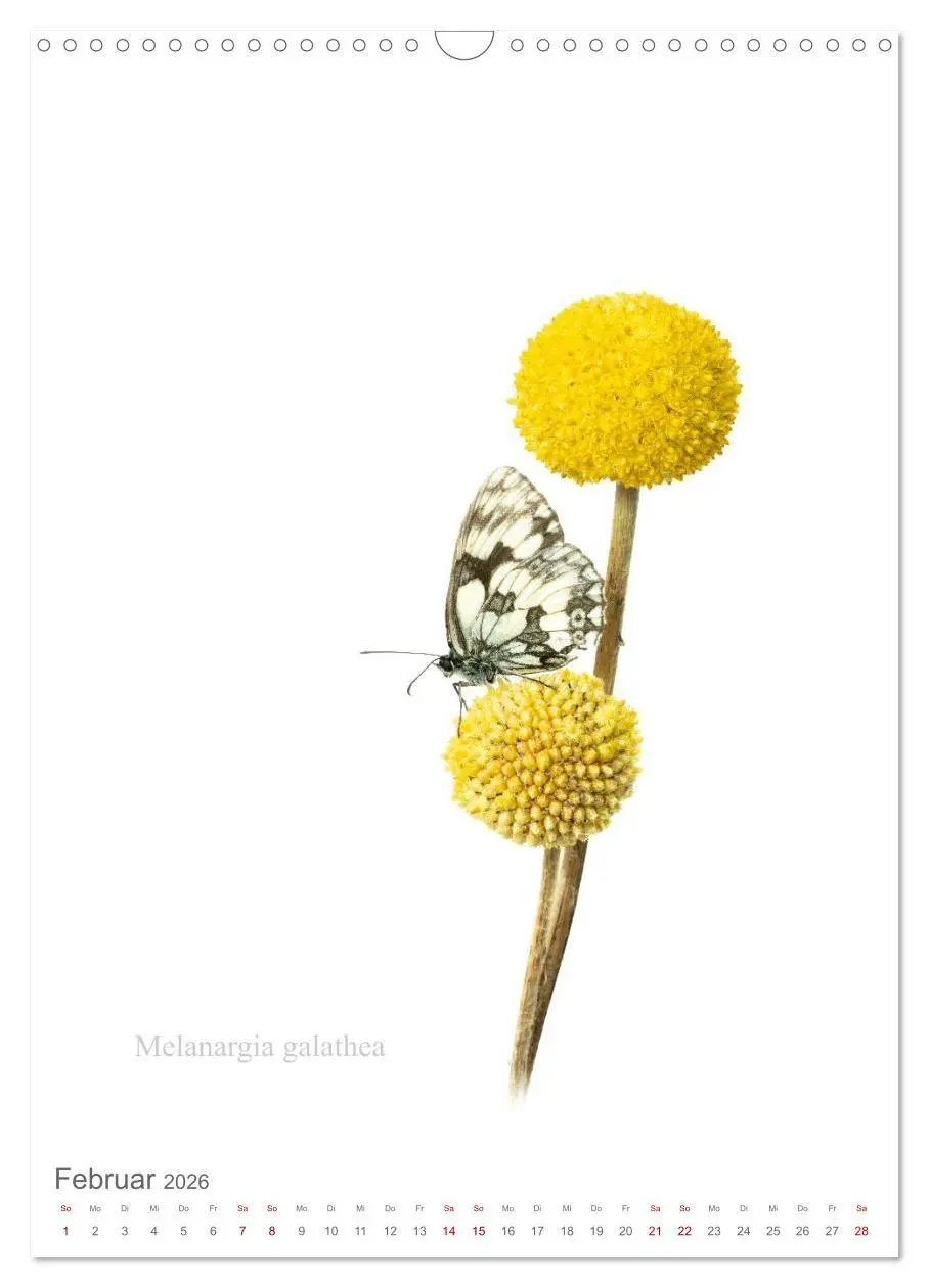 Bild: 9783516671247 | Falter - Kunst (Wandkalender 2026 DIN A3 hoch), CALVENDO...
