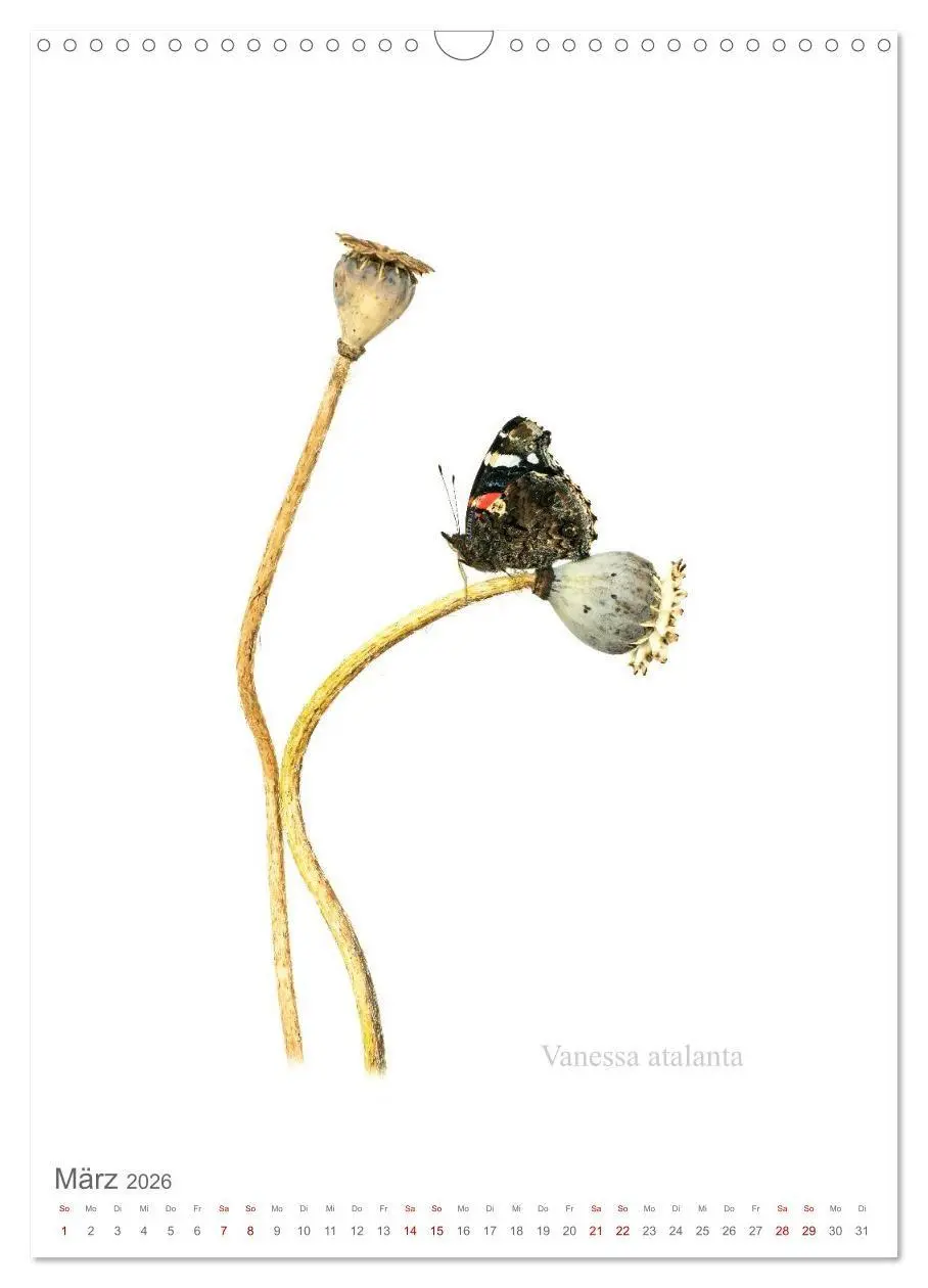 Bild: 9783516671247 | Falter - Kunst (Wandkalender 2026 DIN A3 hoch), CALVENDO...