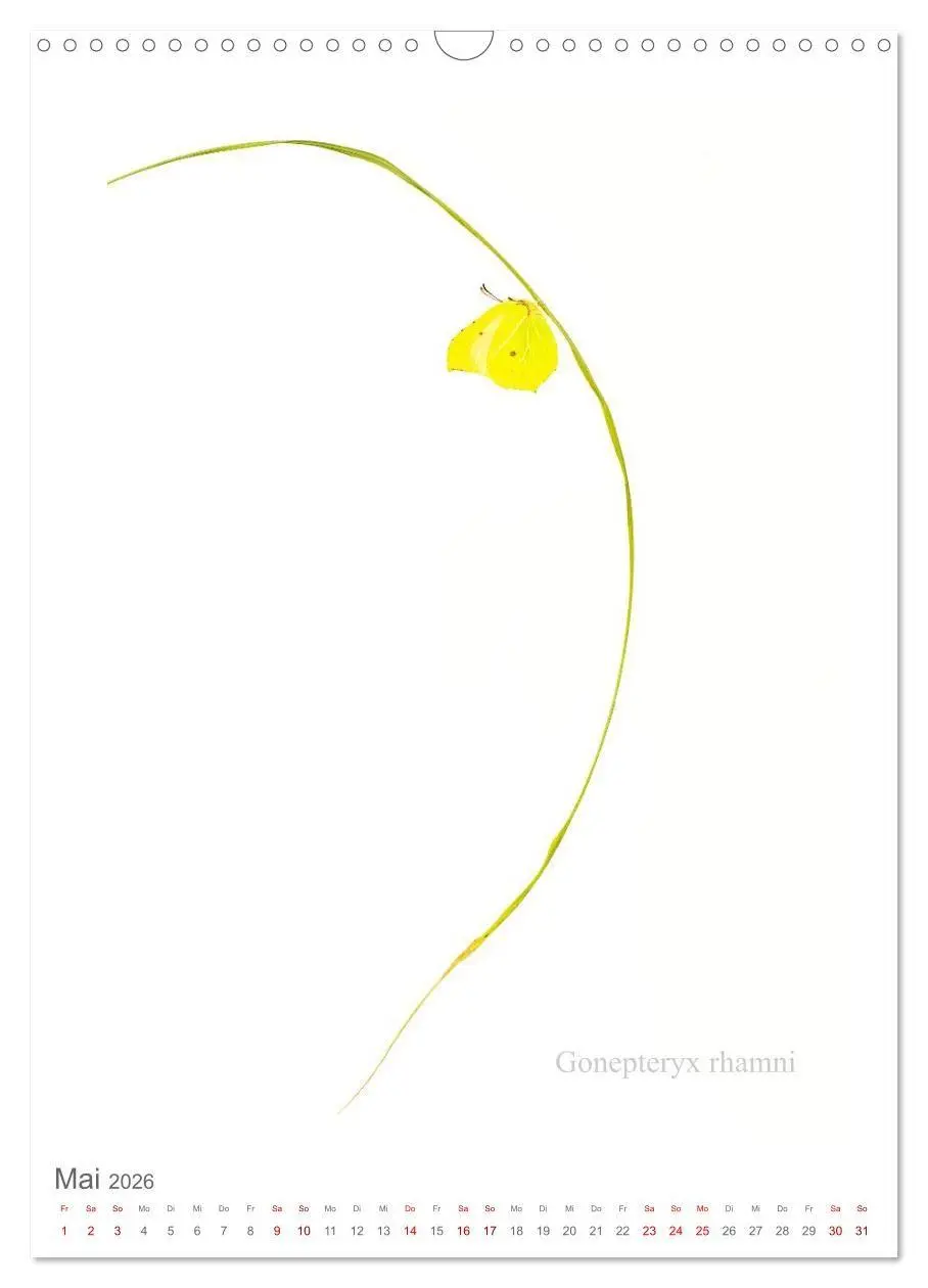 Bild: 9783516671247 | Falter - Kunst (Wandkalender 2026 DIN A3 hoch), CALVENDO...