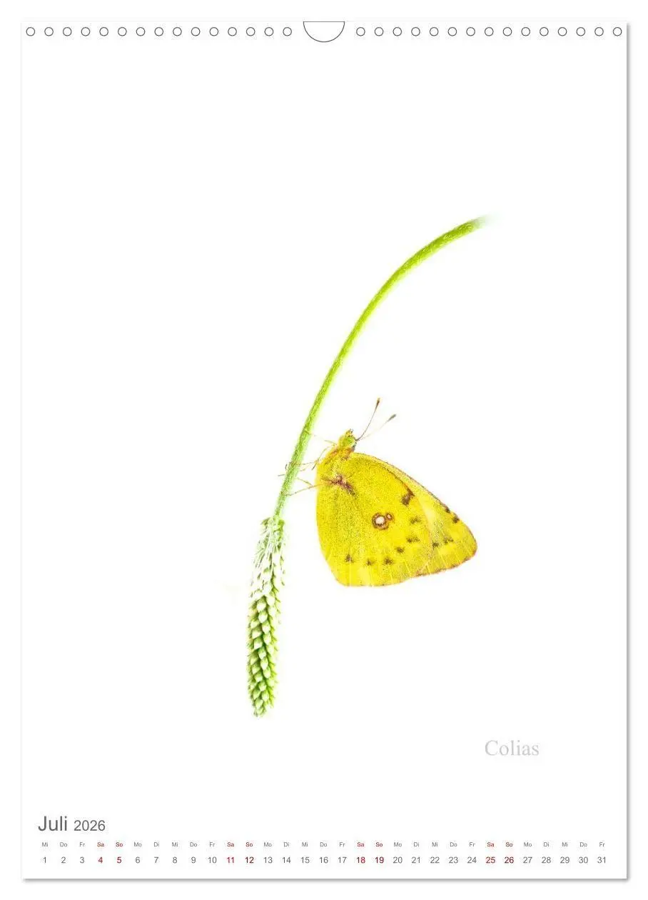 Bild: 9783516671247 | Falter - Kunst (Wandkalender 2026 DIN A3 hoch), CALVENDO...