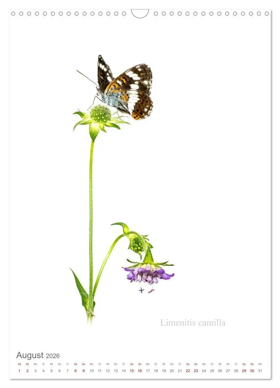 Bild: 9783516671247 | Falter - Kunst (Wandkalender 2026 DIN A3 hoch), CALVENDO...