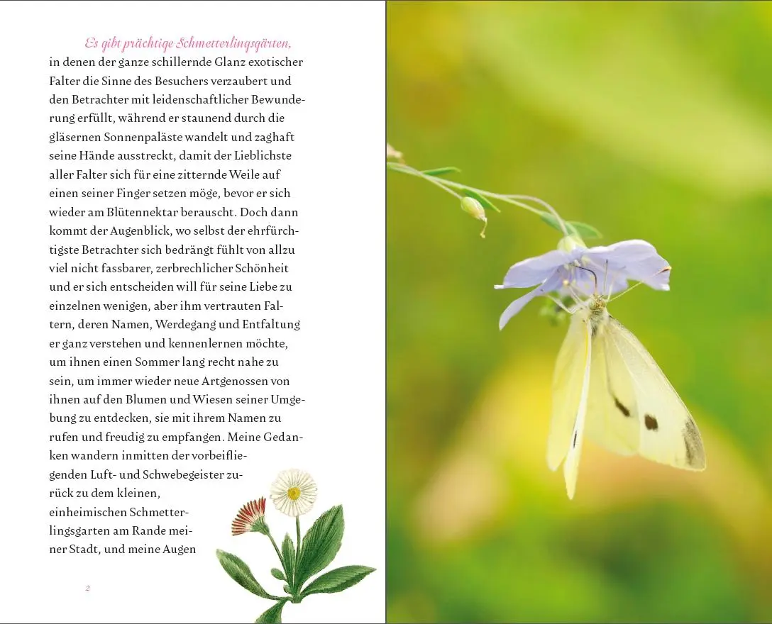 Bild: 9783799511247 | Der kleine Schmetterlingsgarten | Rosemarie Doms | Buch | 64 S. | 2017
