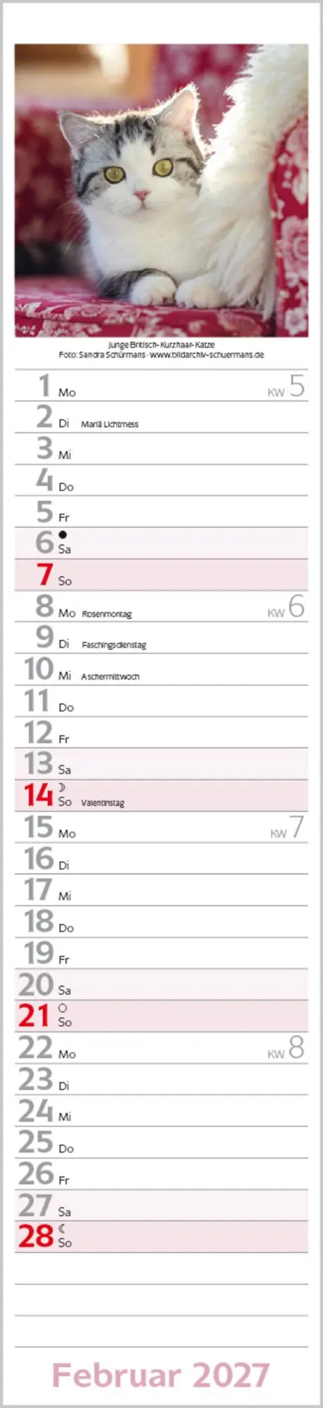 Bild: 9783819301247 | Katzen Langplaner 2027 | Langplaner | Verlag Korsch | Kalender | 13 S.