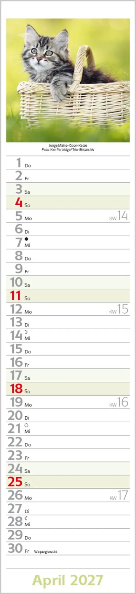 Bild: 9783819301247 | Katzen Langplaner 2027 | Langplaner | Verlag Korsch | Kalender | 13 S.