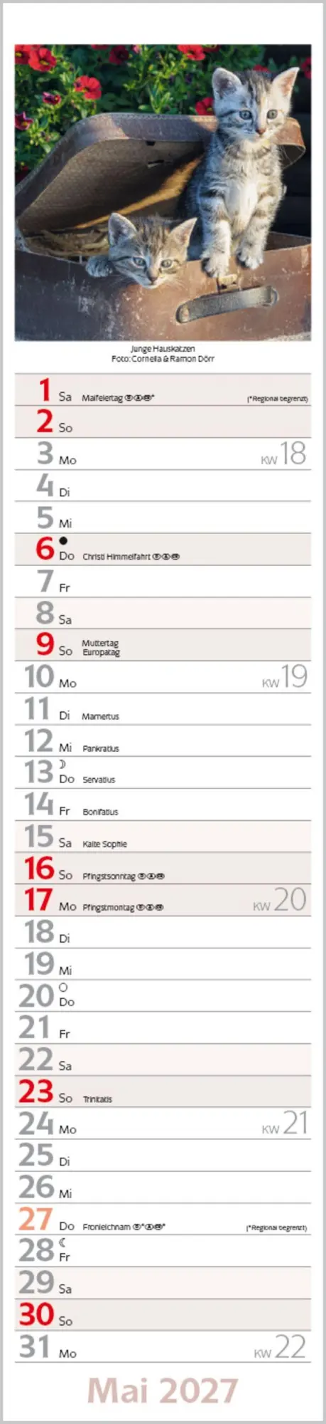 Bild: 9783819301247 | Katzen Langplaner 2027 | Langplaner | Verlag Korsch | Kalender | 13 S.
