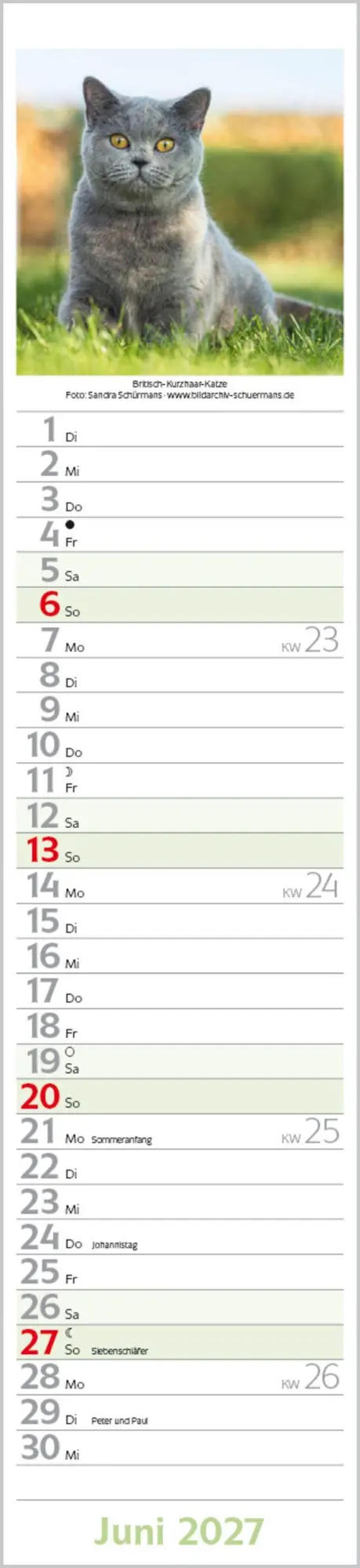 Bild: 9783819301247 | Katzen Langplaner 2027 | Langplaner | Verlag Korsch | Kalender | 13 S.