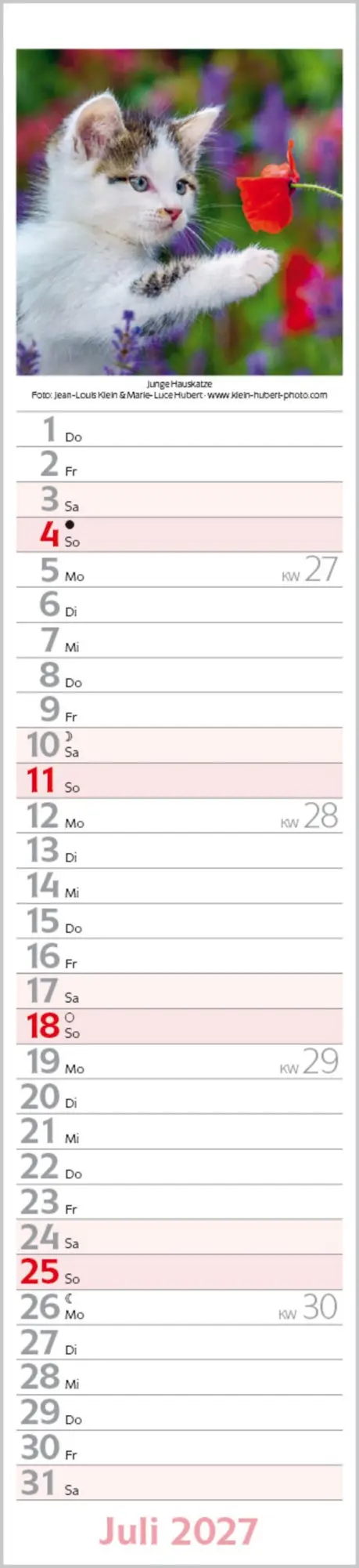 Bild: 9783819301247 | Katzen Langplaner 2027 | Langplaner | Verlag Korsch | Kalender | 13 S.
