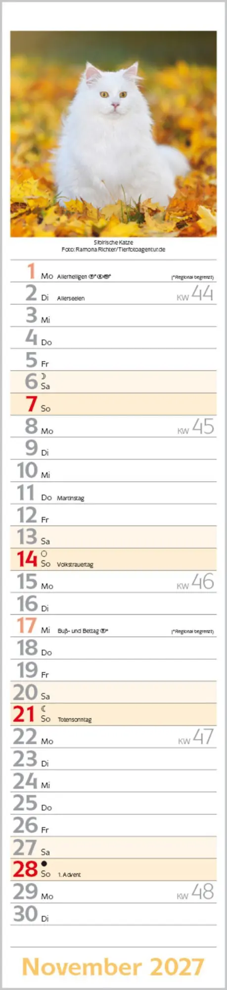 Bild: 9783819301247 | Katzen Langplaner 2027 | Langplaner | Verlag Korsch | Kalender | 13 S.