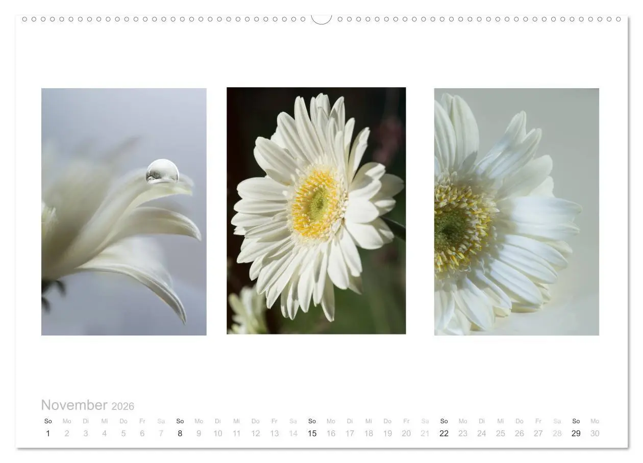 Bild: 9783516101447 | Blumen Trilogien (Wandkalender 2026 DIN A2 quer), CALVENDO...
