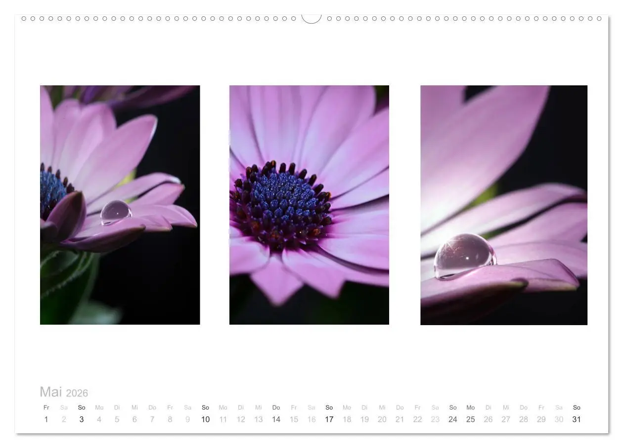 Bild: 9783516101447 | Blumen Trilogien (Wandkalender 2026 DIN A2 quer), CALVENDO...