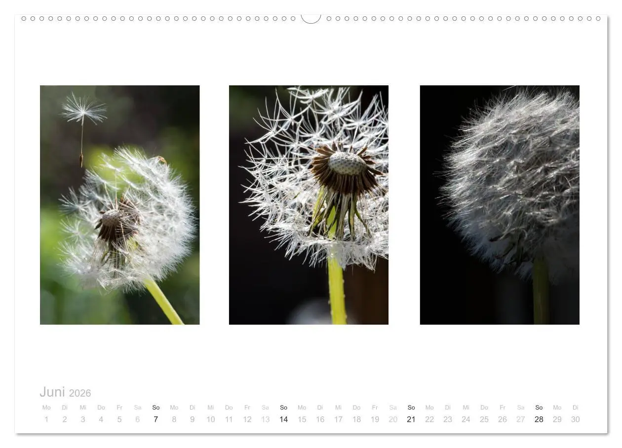Bild: 9783516101447 | Blumen Trilogien (Wandkalender 2026 DIN A2 quer), CALVENDO...