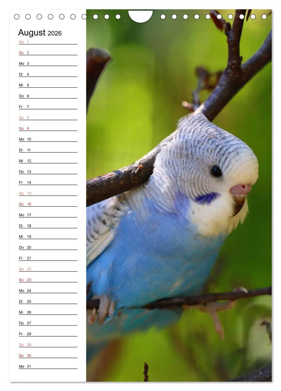 Bild: 9783516411447 | WELLENSITTICHE - Süße Wellis (Wandkalender 2026 DIN A4 hoch),...