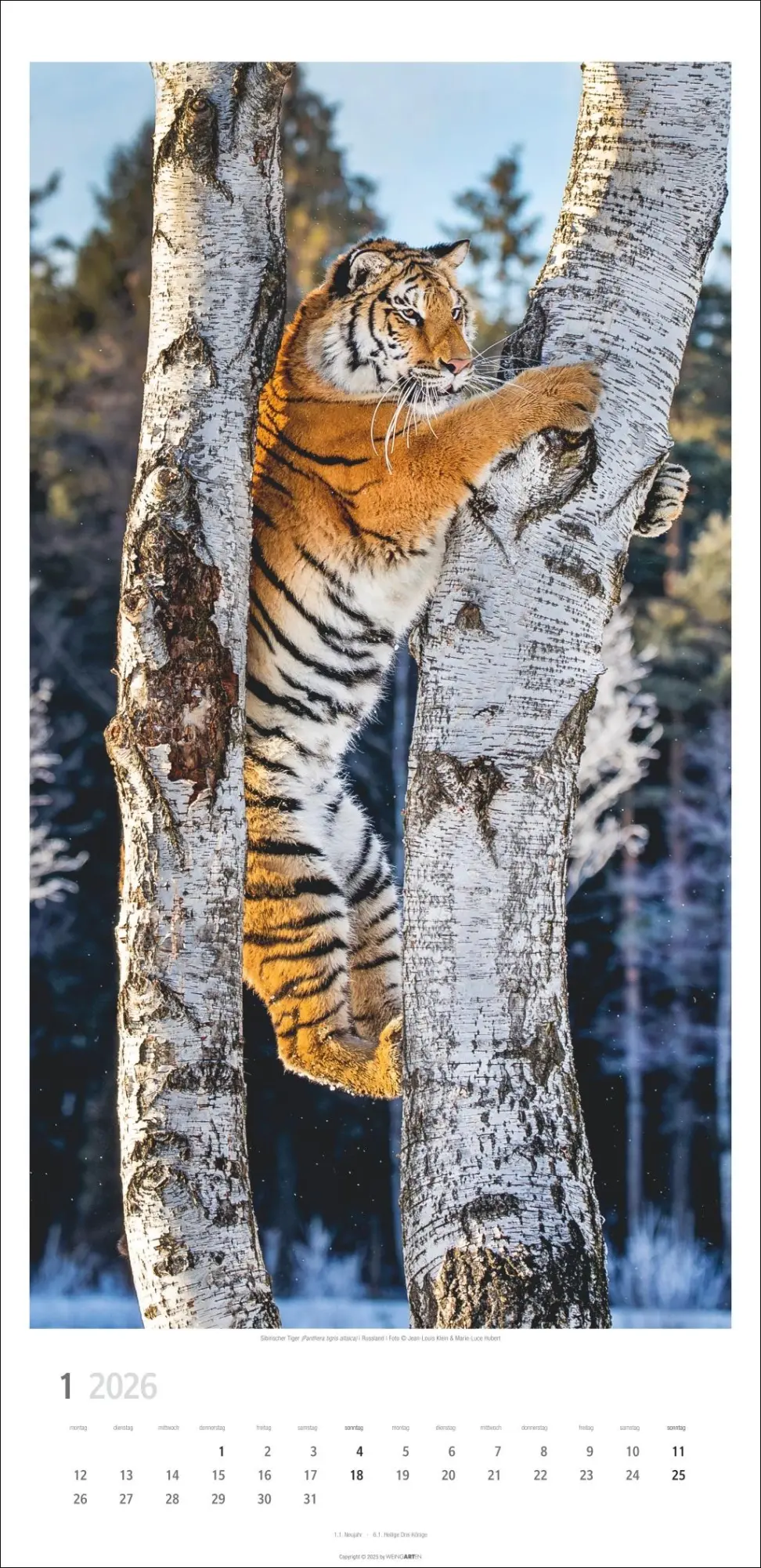 Bild: 9783839901847 | Big Cats Kalender 2026 | Kalender | Spiralbindung | 14 S. | Deutsch