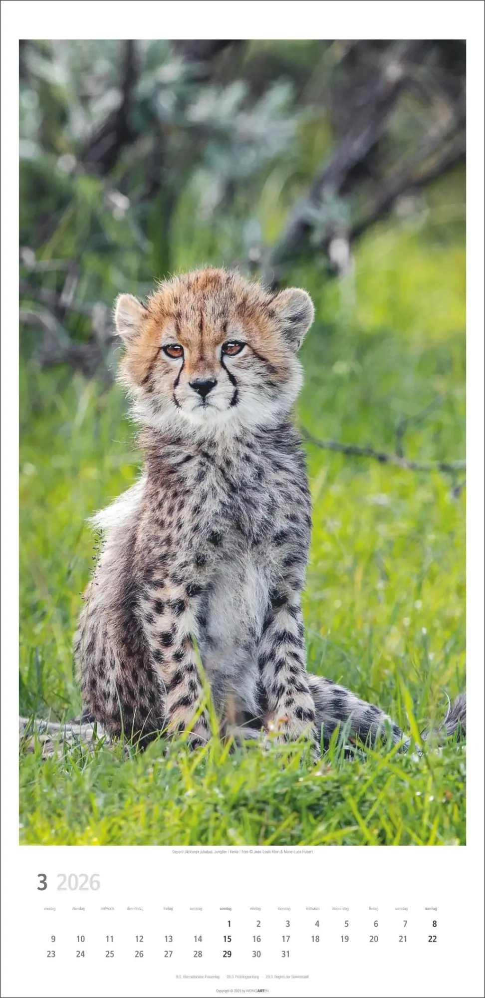 Bild: 9783839901847 | Big Cats Kalender 2026 | Kalender | Spiralbindung | 14 S. | Deutsch
