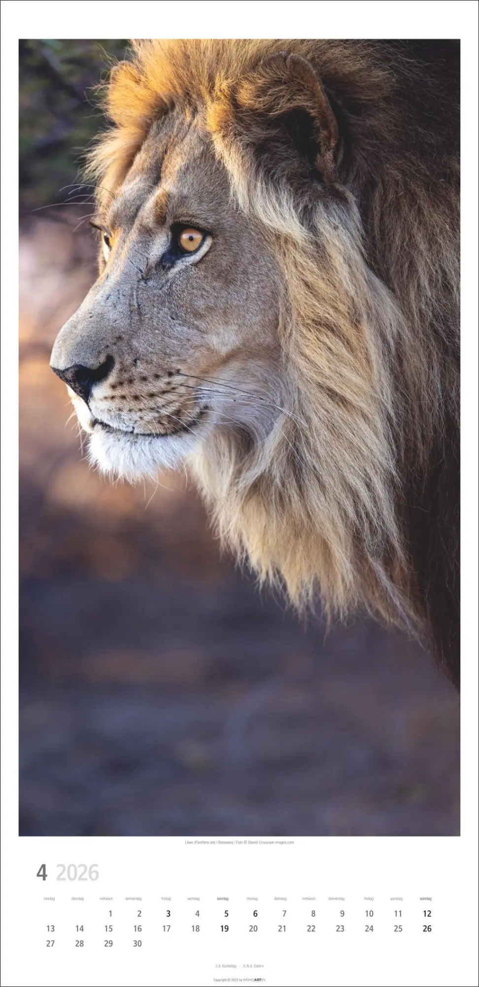 Bild: 9783839901847 | Big Cats Kalender 2026 | Kalender | Spiralbindung | 14 S. | Deutsch