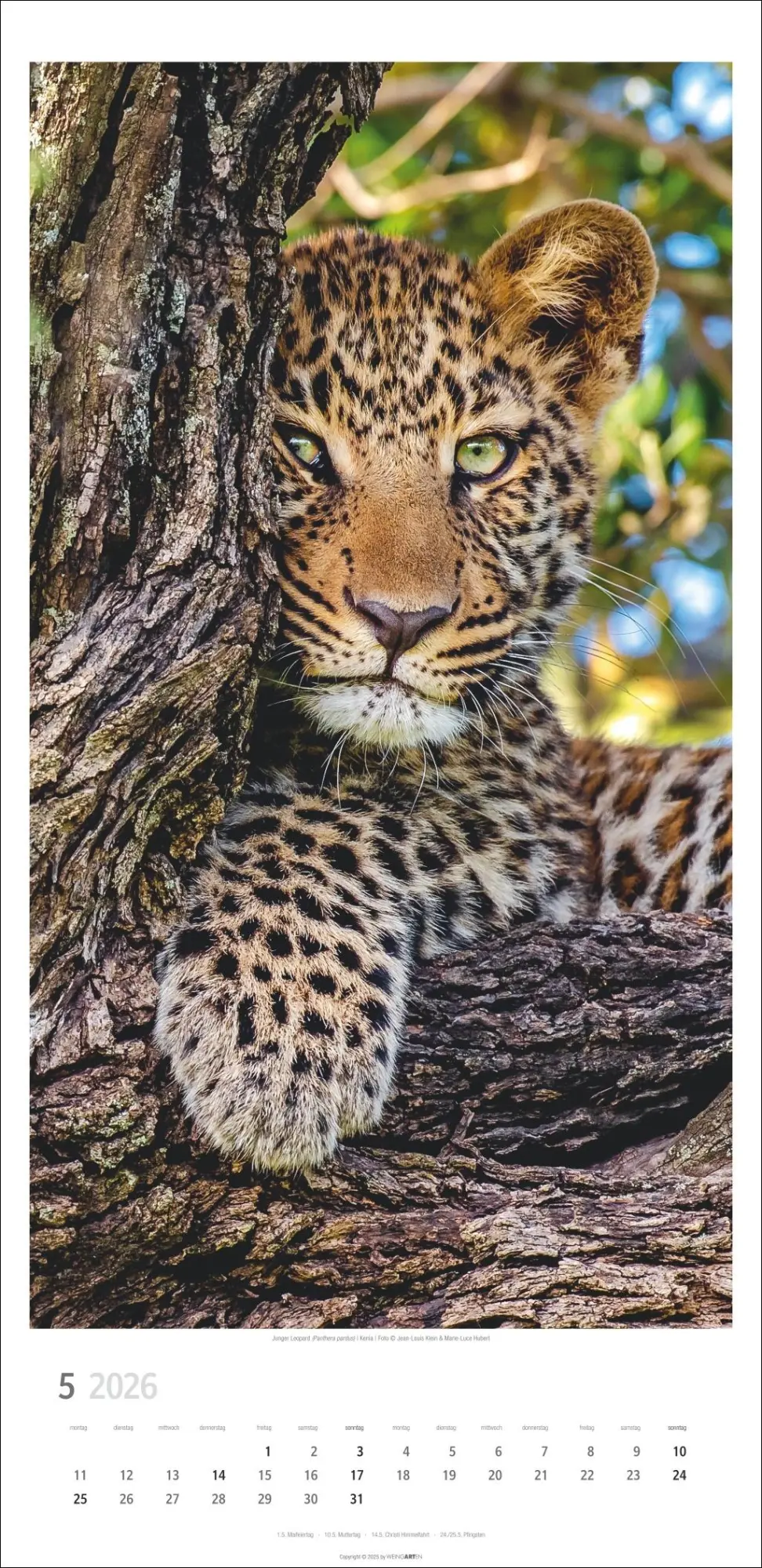 Bild: 9783839901847 | Big Cats Kalender 2026 | Kalender | Spiralbindung | 14 S. | Deutsch
