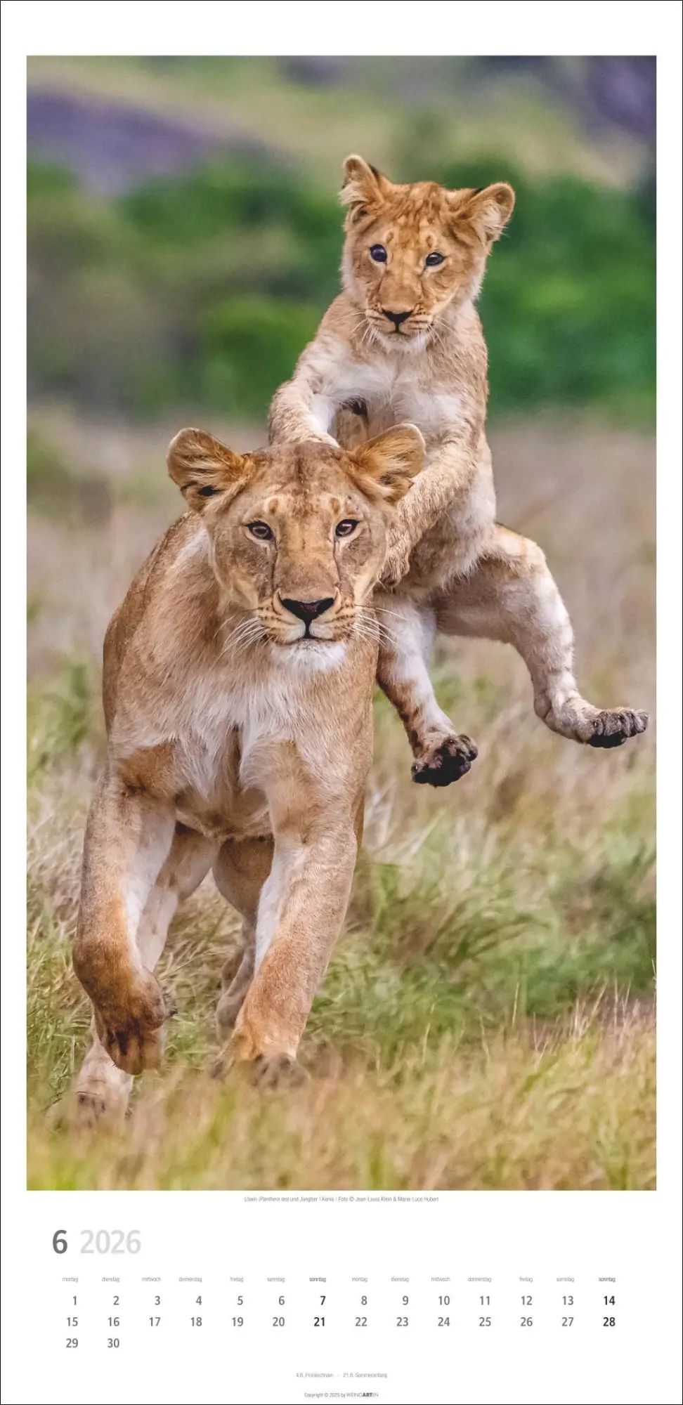 Bild: 9783839901847 | Big Cats Kalender 2026 | Kalender | Spiralbindung | 14 S. | Deutsch