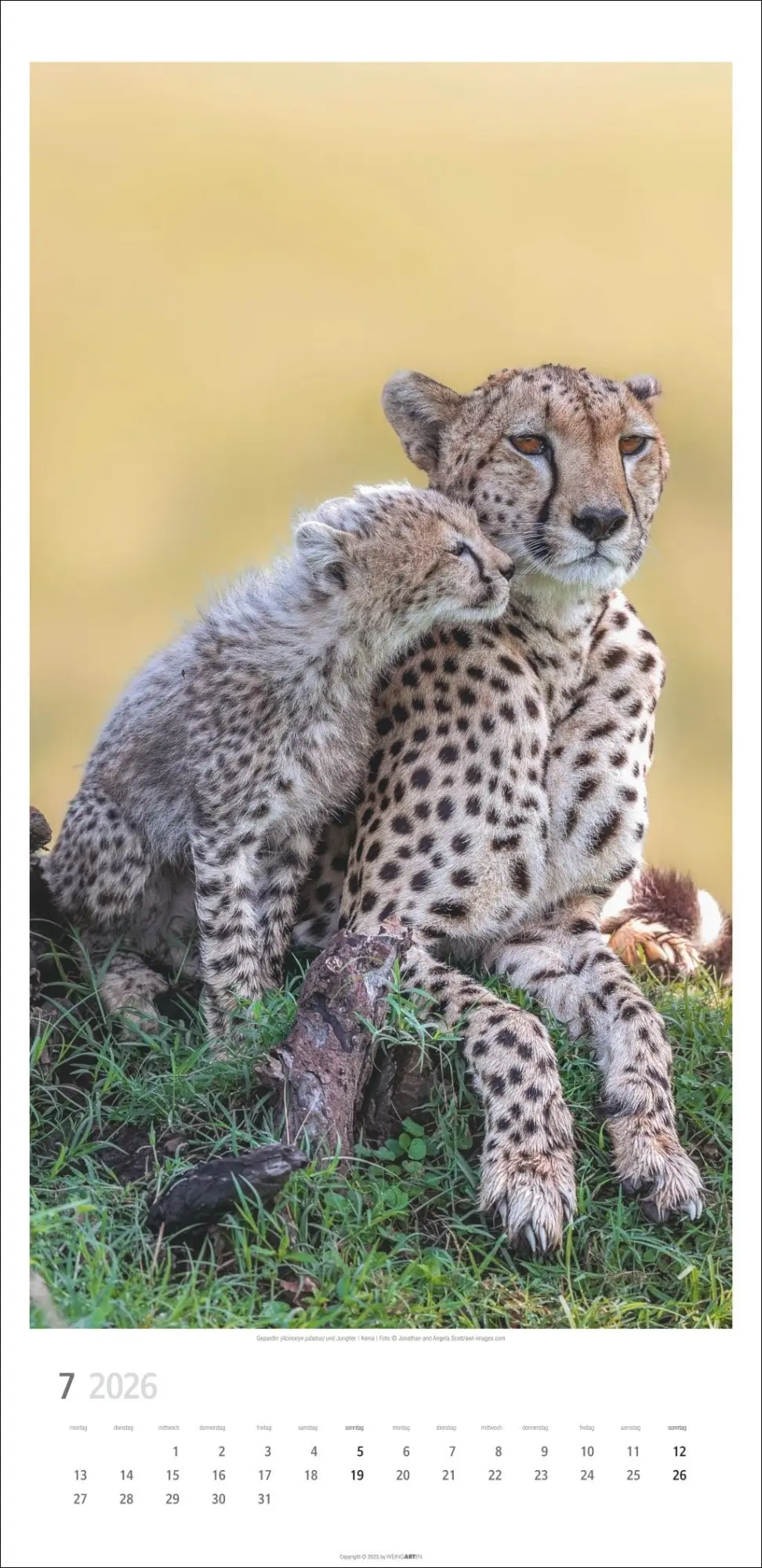 Bild: 9783839901847 | Big Cats Kalender 2026 | Kalender | Spiralbindung | 14 S. | Deutsch