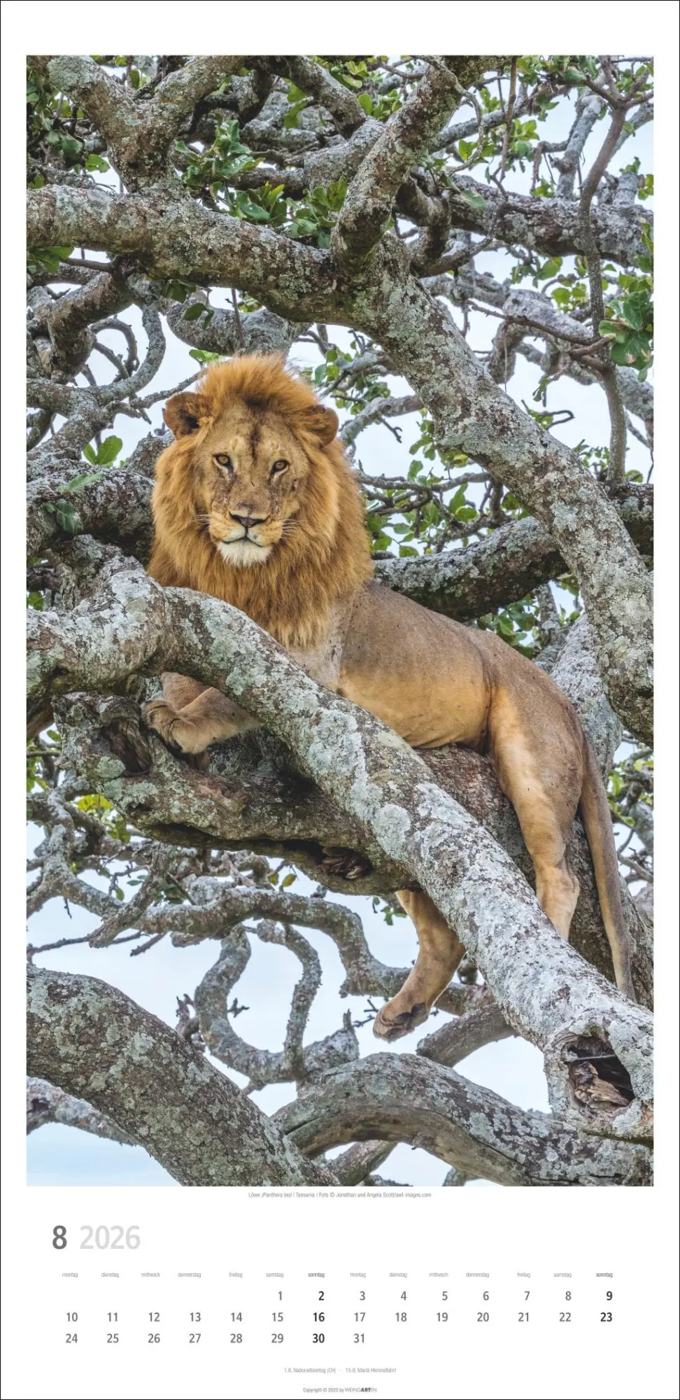 Bild: 9783839901847 | Big Cats Kalender 2026 | Kalender | Spiralbindung | 14 S. | Deutsch
