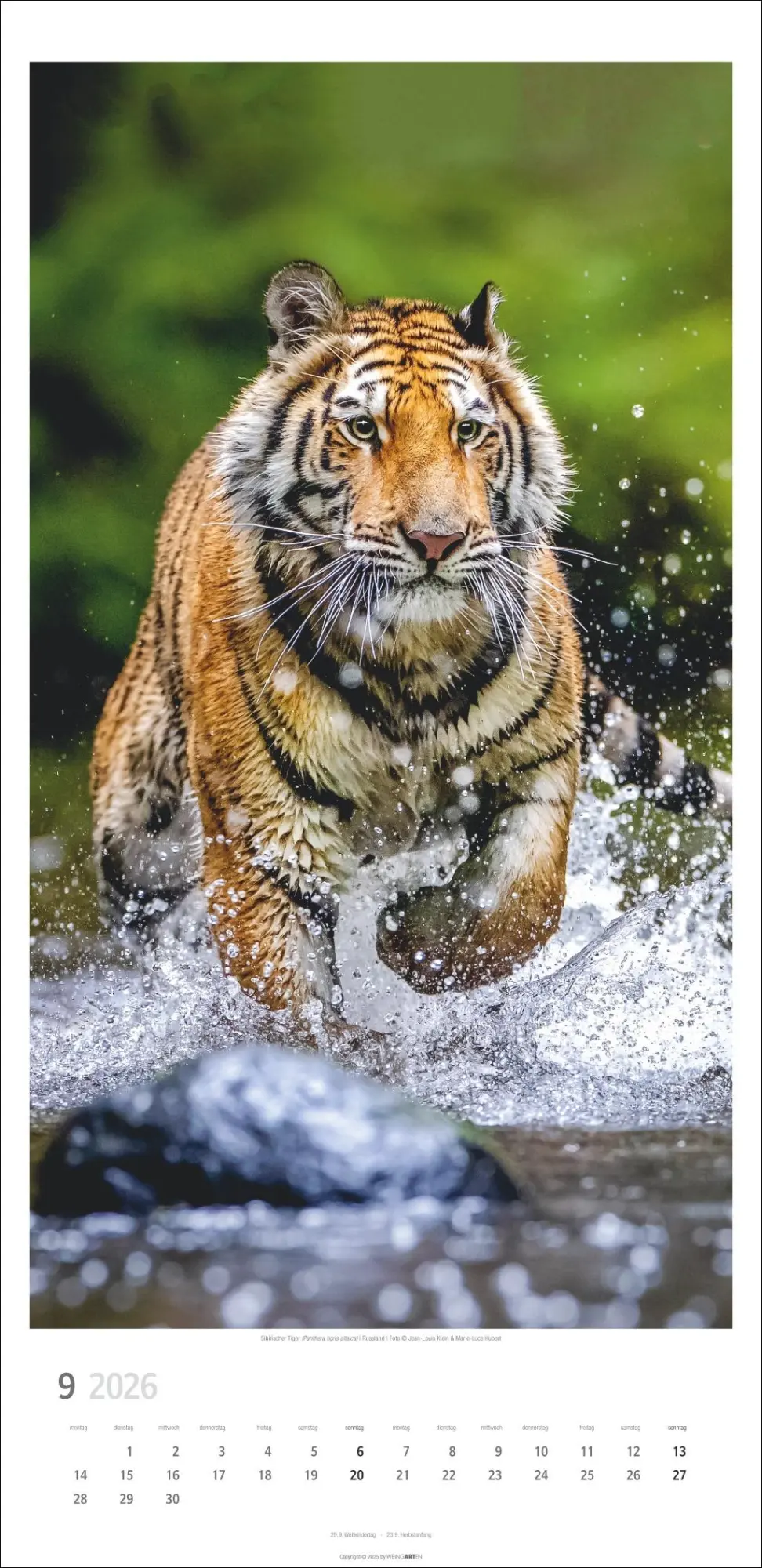 Bild: 9783839901847 | Big Cats Kalender 2026 | Kalender | Spiralbindung | 14 S. | Deutsch