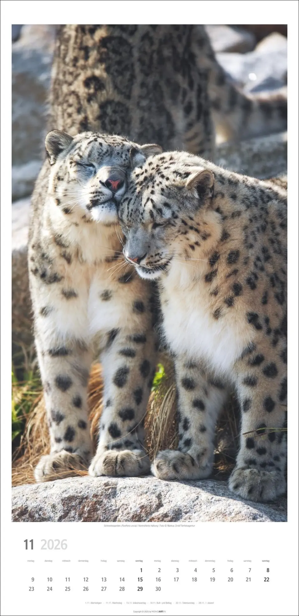 Bild: 9783839901847 | Big Cats Kalender 2026 | Kalender | Spiralbindung | 14 S. | Deutsch