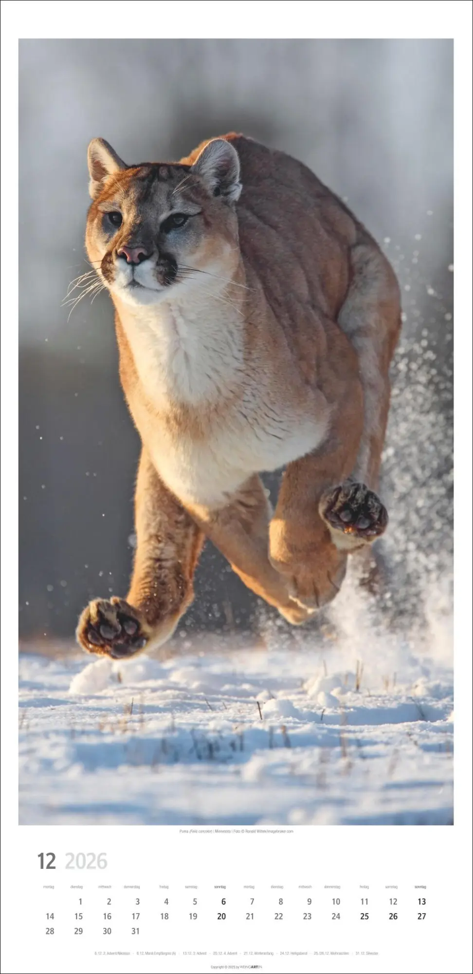 Bild: 9783839901847 | Big Cats Kalender 2026 | Kalender | Spiralbindung | 14 S. | Deutsch