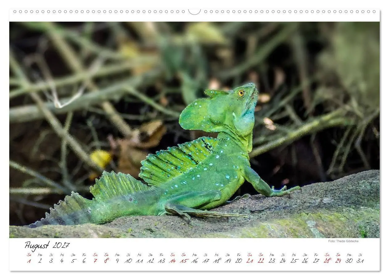 Bild: 9783569791947 | Natur pur, Costa Rica (Wandkalender 2027 DIN A2 quer), CALVENDO...