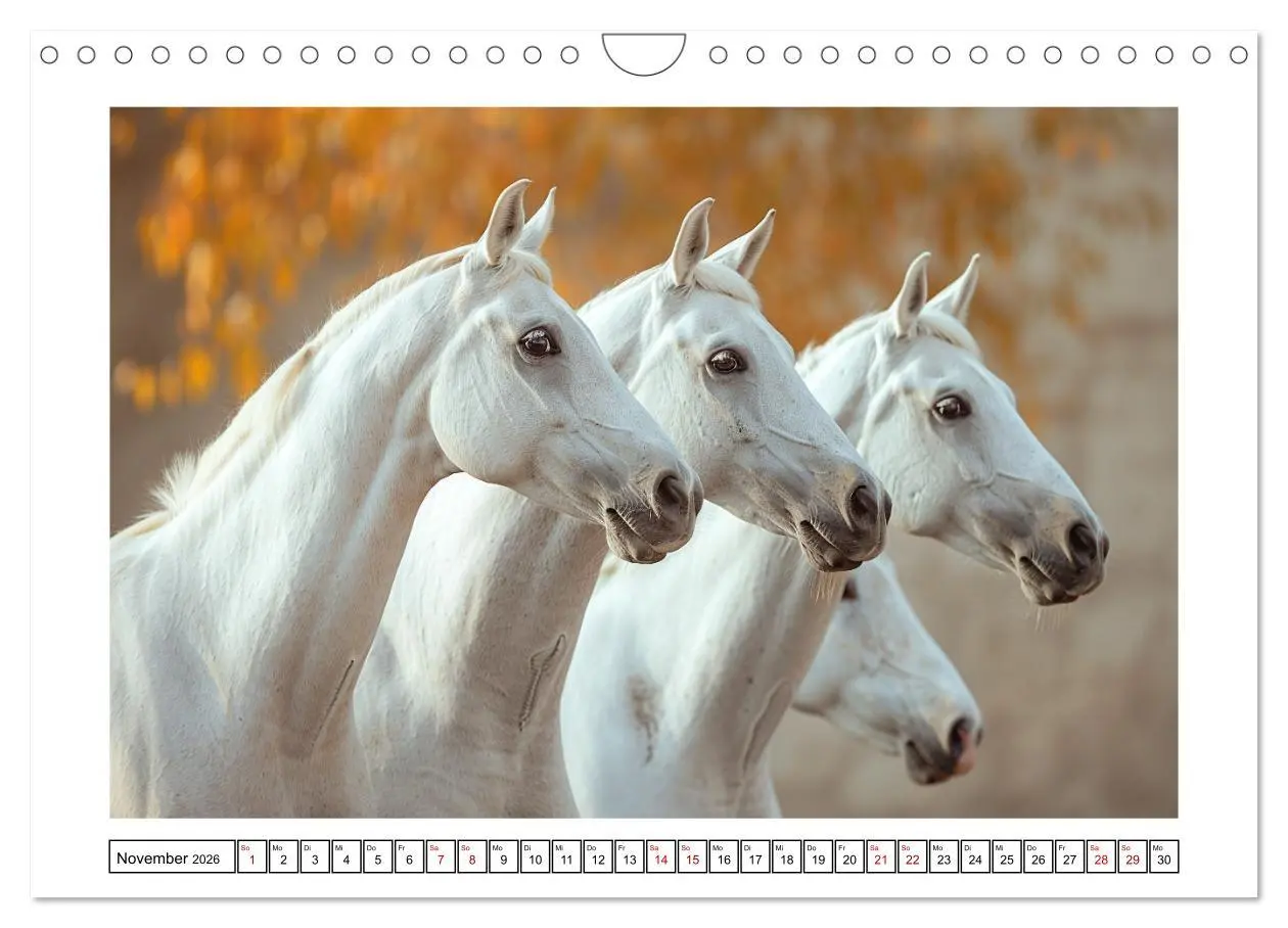 Bild: 9783457332047 | Bezaubernde Eleganz weißer Pferde (Wandkalender 2026 DIN A4 quer),...