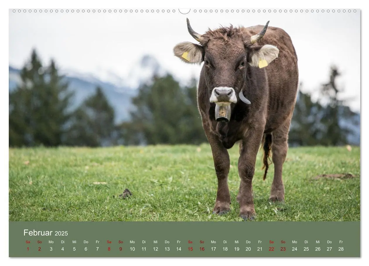 Bild: 9783383832147 | Allgäuer Rindvieh 2025 (Wandkalender 2025 DIN A2 quer), CALVENDO...