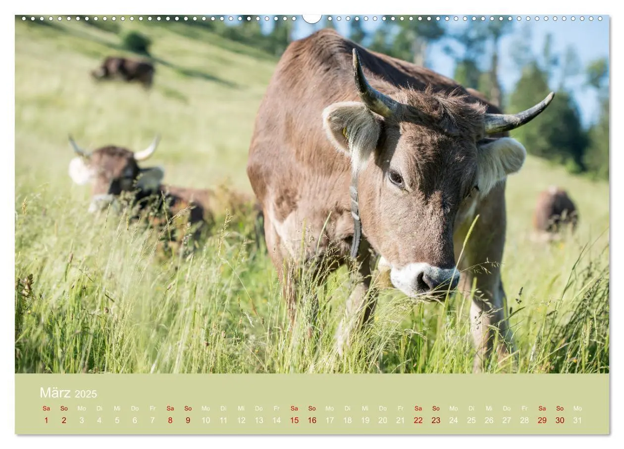Bild: 9783383832147 | Allgäuer Rindvieh 2025 (Wandkalender 2025 DIN A2 quer), CALVENDO...