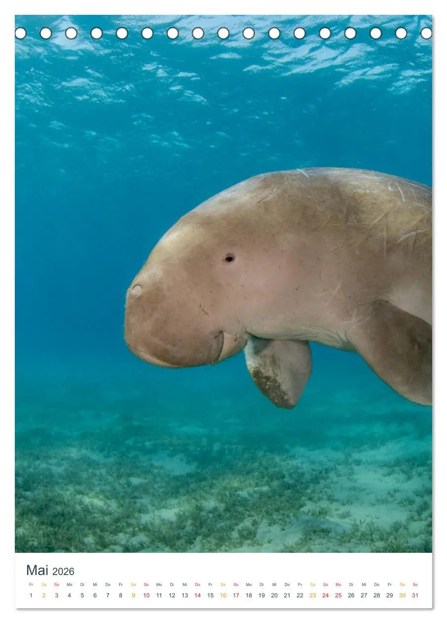 Bild: 9783516412147 | Unter Wasser daheim (Tischkalender 2026 DIN A5 hoch), CALVENDO...