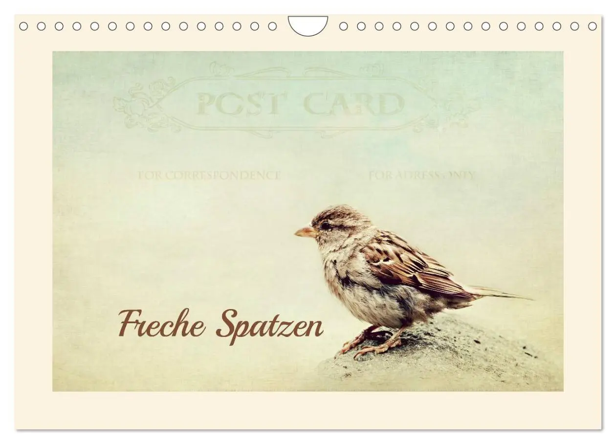 Cover: 9783516192247 | Freche Spatzen (Wandkalender 2026 DIN A4 quer), CALVENDO...