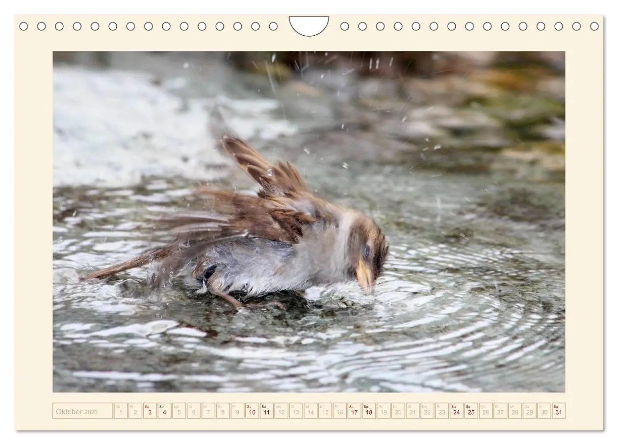 Bild: 9783516192247 | Freche Spatzen (Wandkalender 2026 DIN A4 quer), CALVENDO...