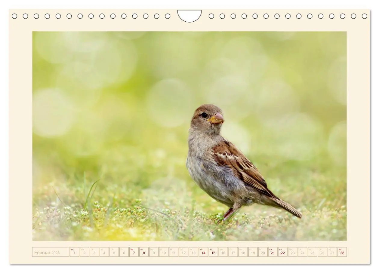 Bild: 9783516192247 | Freche Spatzen (Wandkalender 2026 DIN A4 quer), CALVENDO...