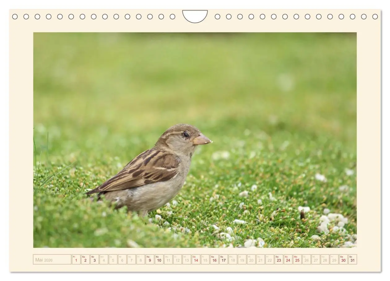 Bild: 9783516192247 | Freche Spatzen (Wandkalender 2026 DIN A4 quer), CALVENDO...