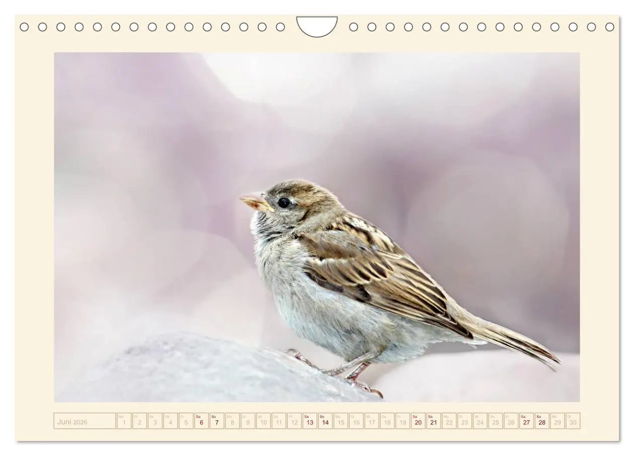 Bild: 9783516192247 | Freche Spatzen (Wandkalender 2026 DIN A4 quer), CALVENDO...
