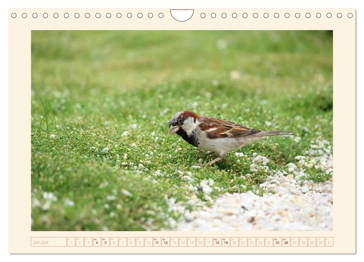 Bild: 9783516192247 | Freche Spatzen (Wandkalender 2026 DIN A4 quer), CALVENDO...