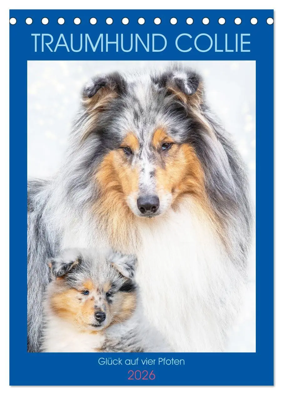 Cover: 9783516332247 | Traumhund Collie - Glück auf vier Pfoten (Tischkalender 2026 DIN A5...