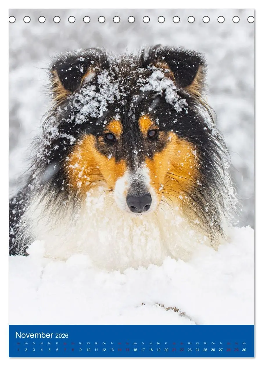 Bild: 9783516332247 | Traumhund Collie - Glück auf vier Pfoten (Tischkalender 2026 DIN A5...