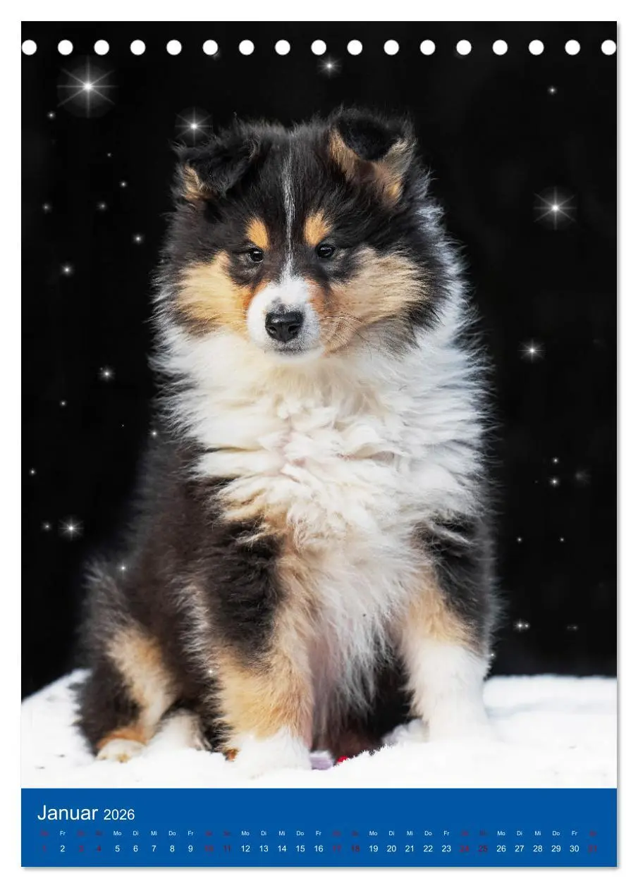 Bild: 9783516332247 | Traumhund Collie - Glück auf vier Pfoten (Tischkalender 2026 DIN A5...