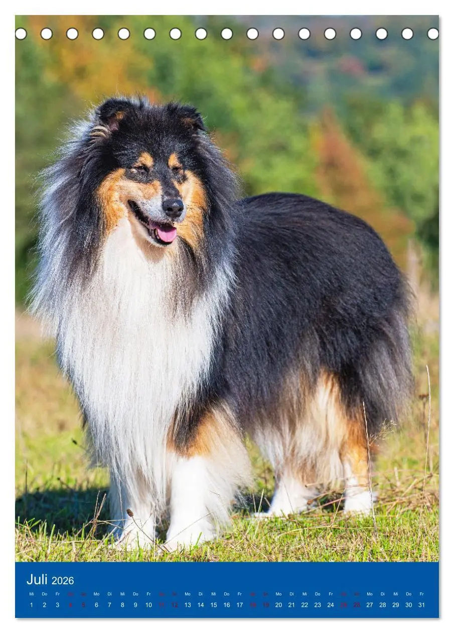 Bild: 9783516332247 | Traumhund Collie - Glück auf vier Pfoten (Tischkalender 2026 DIN A5...