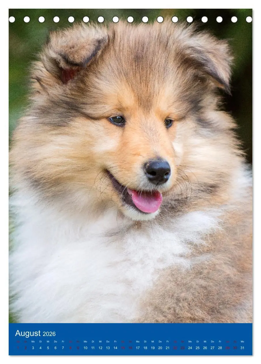 Bild: 9783516332247 | Traumhund Collie - Glück auf vier Pfoten (Tischkalender 2026 DIN A5...