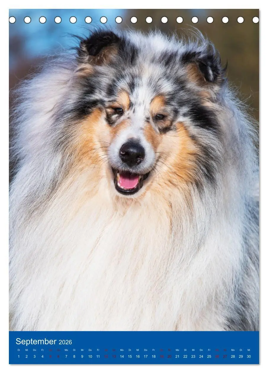 Bild: 9783516332247 | Traumhund Collie - Glück auf vier Pfoten (Tischkalender 2026 DIN A5...