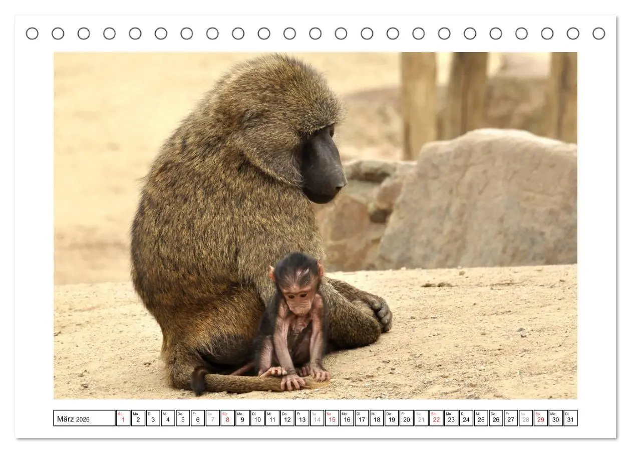 Bild: 9783516232547 | Kleine Schelme - Tierbabys (Tischkalender 2026 DIN A5 quer),...